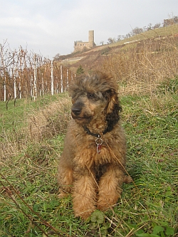 Mondi wird Schriesemer